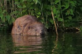Speuren naar de bever tijdens een kanotocht van 10 km