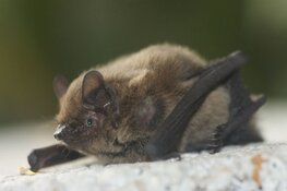 Eerste Vleermuizenweekend bij De Oostvaarders