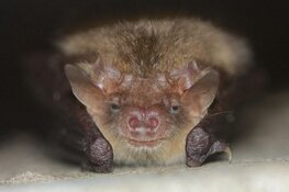 Eerste Vleermuizenweekend bij De Oostvaarders