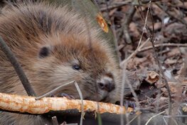 Volg het beverspoor bij Stad & Natuur