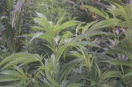 Hennepkwekerij ontmanteld in Almere