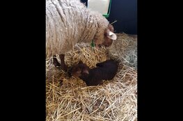 Eerste lam van 2020 geboren bij Kinderboerderij de Beestenbende