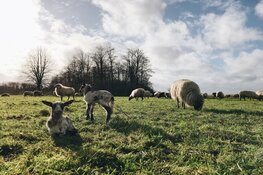 Eerste lammetjesvan 2020 voor de schaapskudde Almere