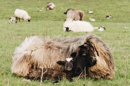 Eerste lammetjesvan 2020 voor de schaapskudde Almere