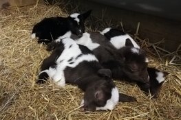 Vrolijk lentenieuws van Stad & Natuur Almere