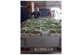 Tulpen voor Toppers nog lang niet klaar! Zorgtoppers in de bloemetjes gezet
