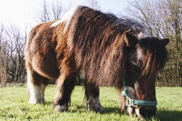 38-jarige Kobus is het leukste, oudste paard van Almere!