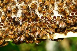 Nationale bijentelling op 18 en 19 april