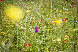 Maak van de meivakantie een staycation met Stad & Natuur