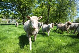 Ga op Schaapfari in Almere