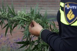 Politie rolt hennepkwekerij op in Bloemenbuurt