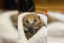 Overhandiging Wildelife Transport Rescue Kit aan wethouder van Garderen