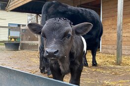 Dwergkalfje geboren op oudjaarsdag