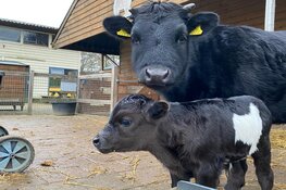 Dwergkalfje geboren op oudjaarsdag