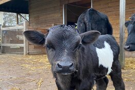 Dwergkalfje geboren op oudjaarsdag