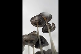 3 winnaars landelijke KidzKlix prijs uit Almere!