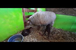 Eerste lammeren geboren op Kinderboerderij de Beestenbende