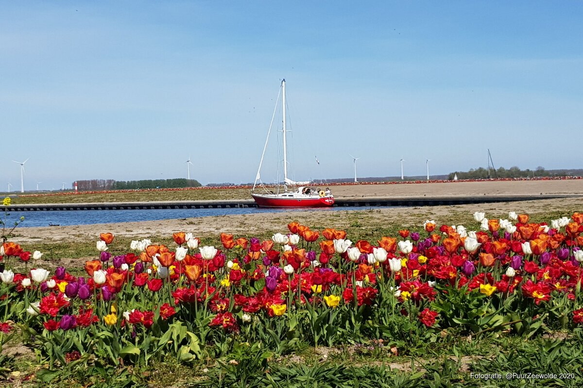 Tulpeiland en Tulpenroute Flevoland zijn er klaar voor 7e editie