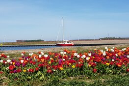 Tulpeiland en Tulpenroute Flevoland zijn er klaar voor  7e editie binnenkort van start!
