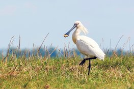 Lepelaarplassen 50 jaar natuurgebied
