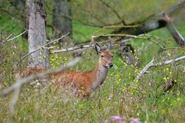 Edelherten Oostvaardersplassen mogen worden afgeschoten