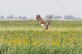Nieuw: audiotour door het Kotterbos als Ode aan het Landschap
