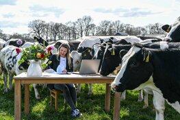 Vlotte Tantes in opkomst, de Veluwe & Flevoland!