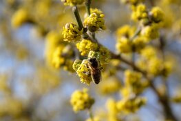 Zoemend naar de bijen- en insectendag