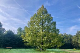 Stuur een bijzondere boom op!