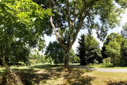 Stuur een bijzondere boom op!