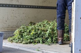 Hennepkwekerij opgerold in Almere