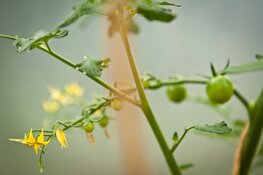 Kinderstreekmarkt: van moestuinieren tot marktkraam