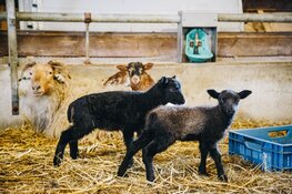Lentefeest in het vroege vogelbos