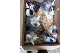 Inspectiedienst zoekt getuigen konijnendump Almere