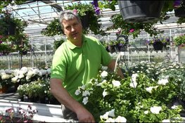 Bloemen- en plantenmarkt in Almere Buiten