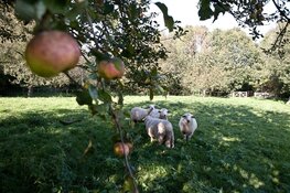 Herstfeest in het vroege vogelbos