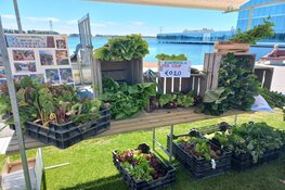 Tweede Kinderstreekmarkt op Esplanade