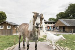 Kinderboerderijen vieren dierendag op 2 oktober