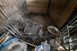 Vijf honden in beslag genomen in zeer ernstig vervuilde woning Lelystad