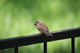 Woning isoleren met oog voor beschermde soorten