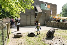 De lente vieren tussen de dieren