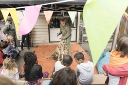 Schapen doen hun jas uit tijdens lentefeest beestenbende