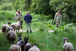 Schapen en geiten losgebroken