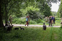 Schapen en geiten losgebroken
