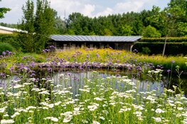 Bijendag op de Kemphaan zoemt en gonst