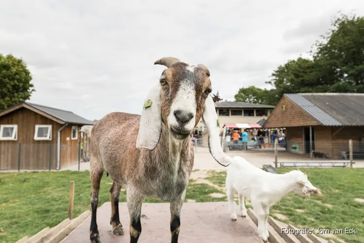 Kinderboerderijen Stad & Natuur vieren Dierendag