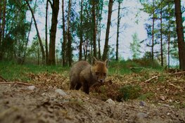 Corrosia haalt het wilde België en Almere naar binnen