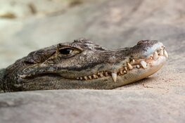 Dierenpark Almere Jungle breekt records en zet in op een nog mooiere toekomst!