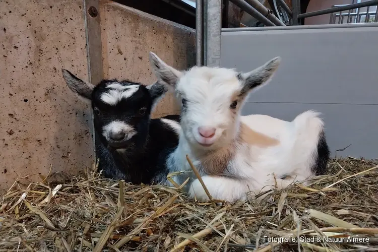 Eerste geitenlammeren dienen zich aan bij Stad & Natuur Almere