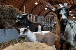 Eerste geitenlammeren dienen zich aan bij Stad & Natuur Almere